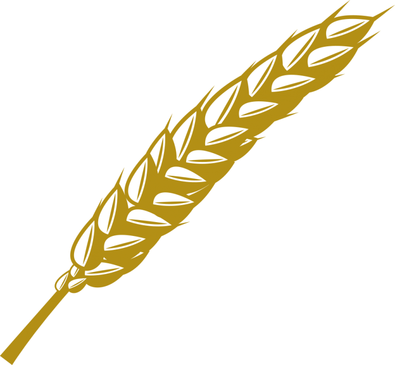 spiga-riso | Gariglio Risi Azienda Agricola