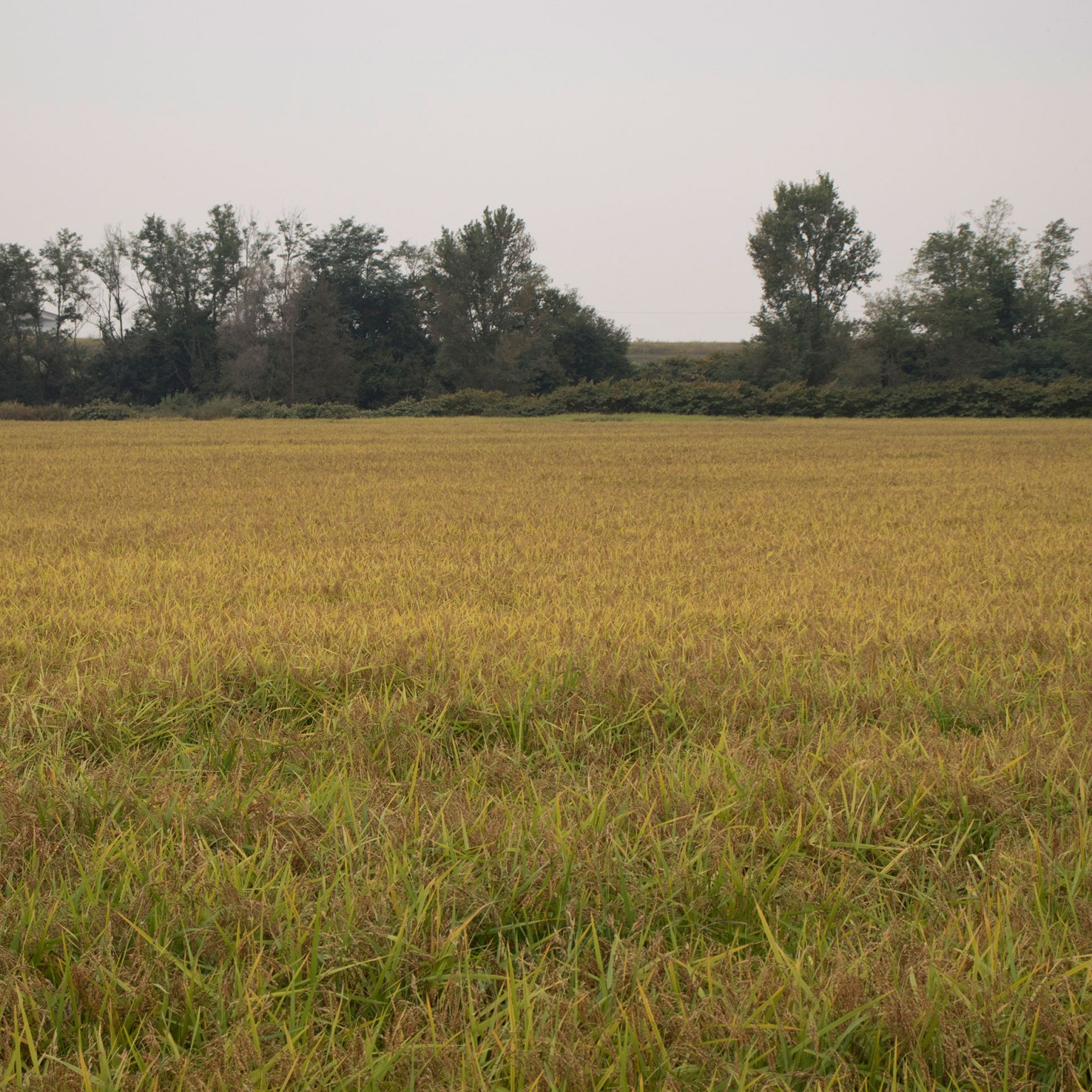risaia-riso-carnaroli-spiga-oro | Gariglio Risi Azienda Agricola