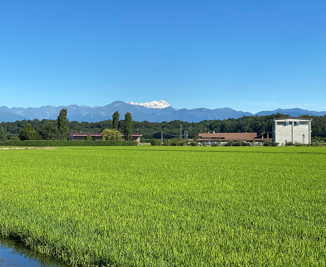 azienda agricola produttore di riso piemonte italia